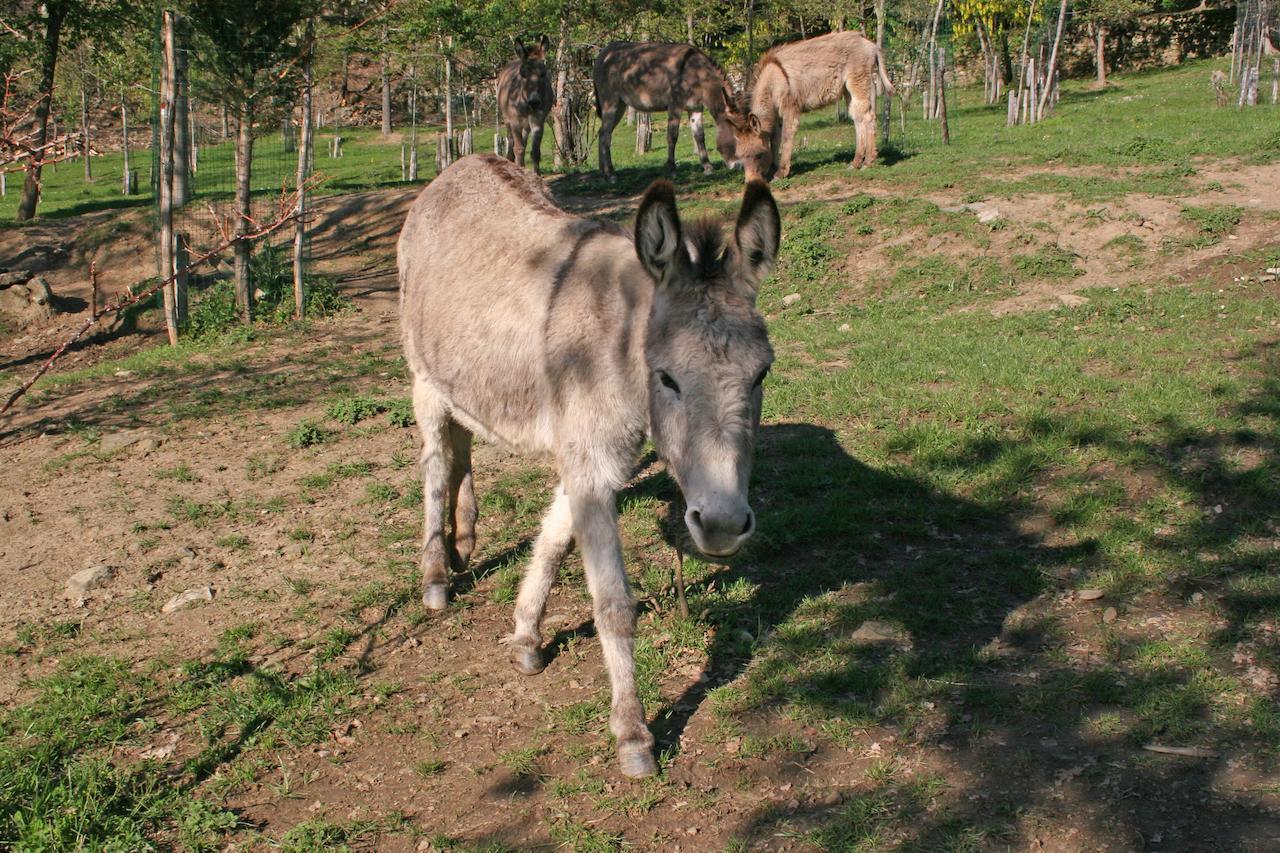 Podere Pian De' Cortini Villa Serravalle  Bagian luar foto