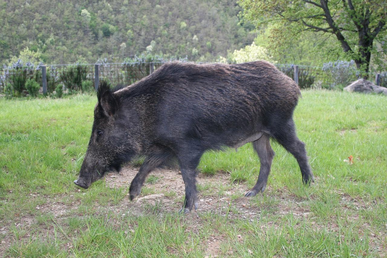 Podere Pian De' Cortini Villa Serravalle  Bagian luar foto