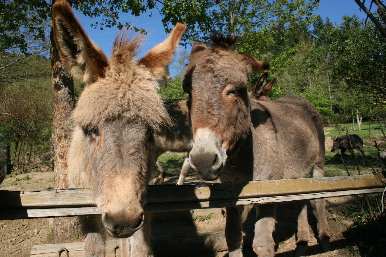 Podere Pian De' Cortini Villa Serravalle  Bagian luar foto